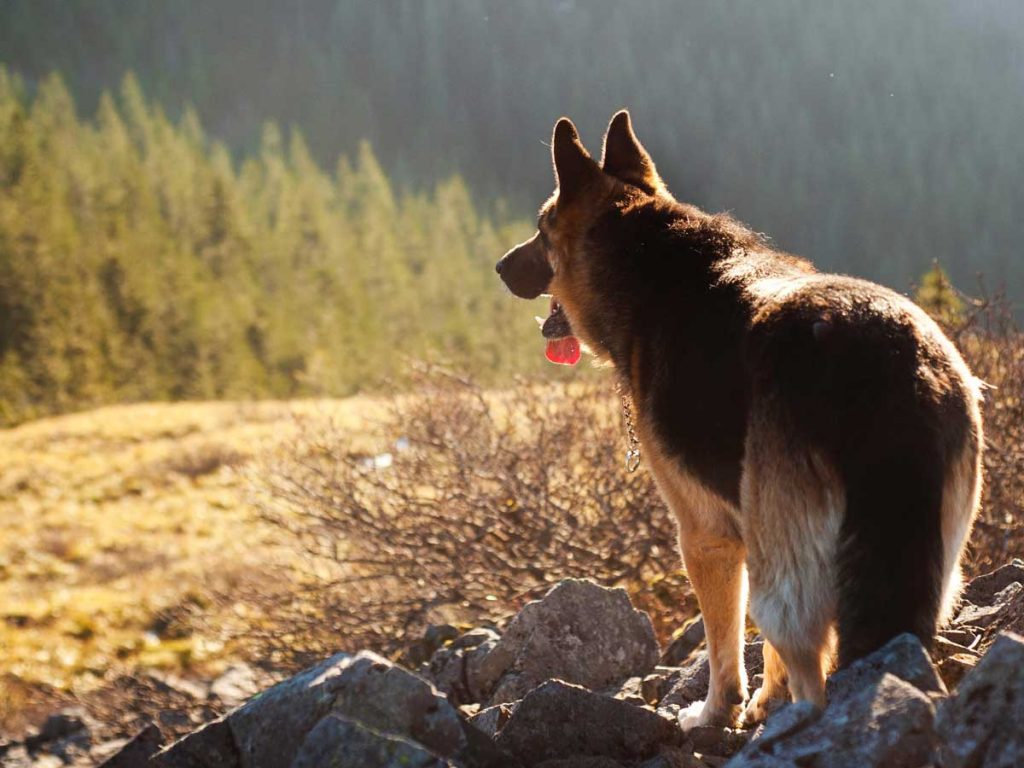 Gdzie z psem w Tatry?