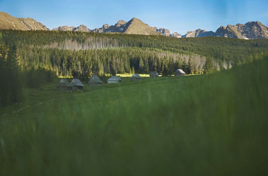 Spacer po wiosennych tatrzańskich reglach
