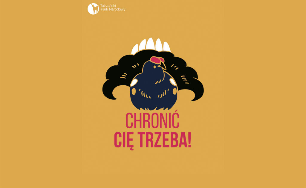 Chronić cię trzeba: cietrzew w Tatrach i jeden „niewinny” krok, który może go kosztować życie