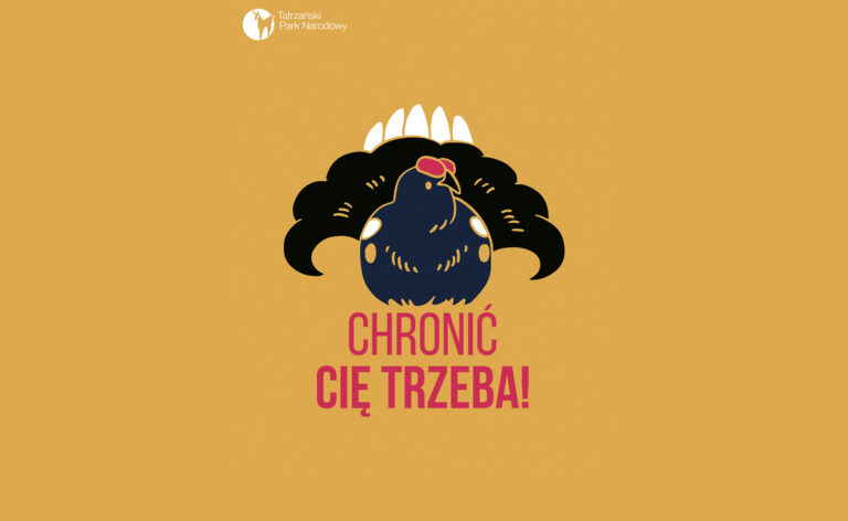 Chronić cię trzeba: cietrzew w Tatrach i jeden „niewinny” krok, który może go kosztować życie