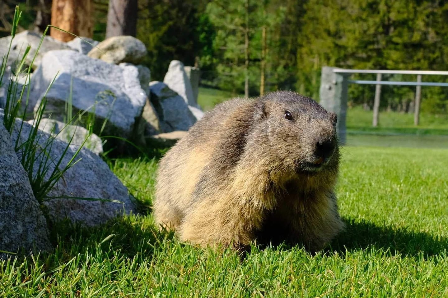 Tatrzański Park Edukacyjny 6 Tatrzański Park Edukacyjny w Zakopanem