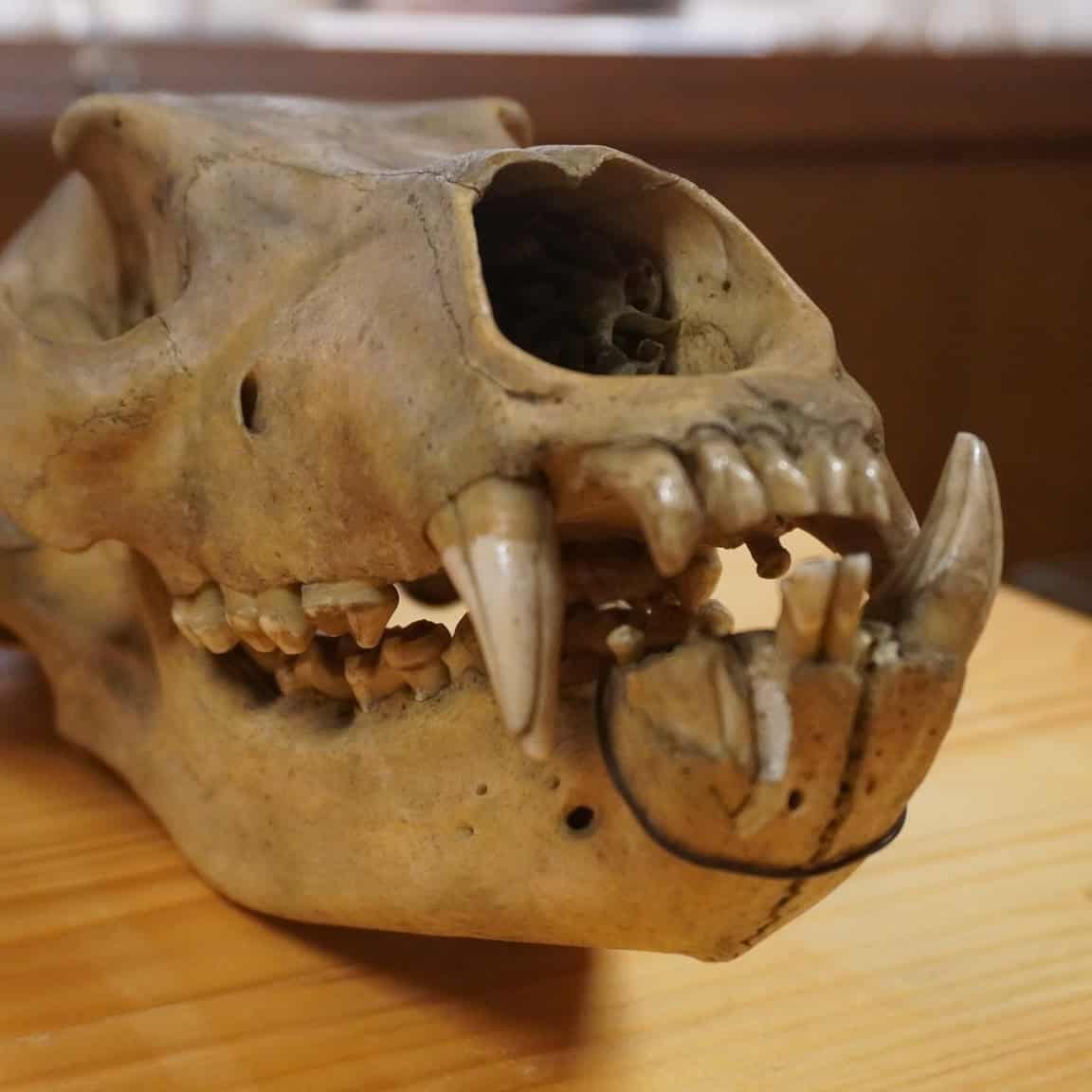 Wystawa „Kości”