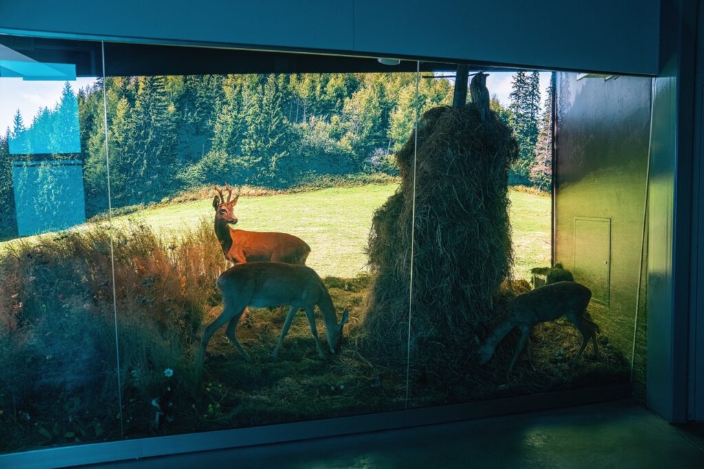 Centrum Edukacji Przyrodniczej TPN 11