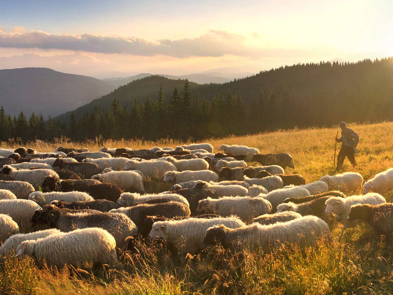 Jesienne redyki pod Tatrami